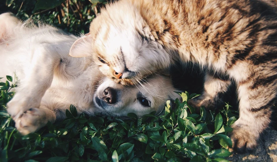 Happy Cats and Dogs